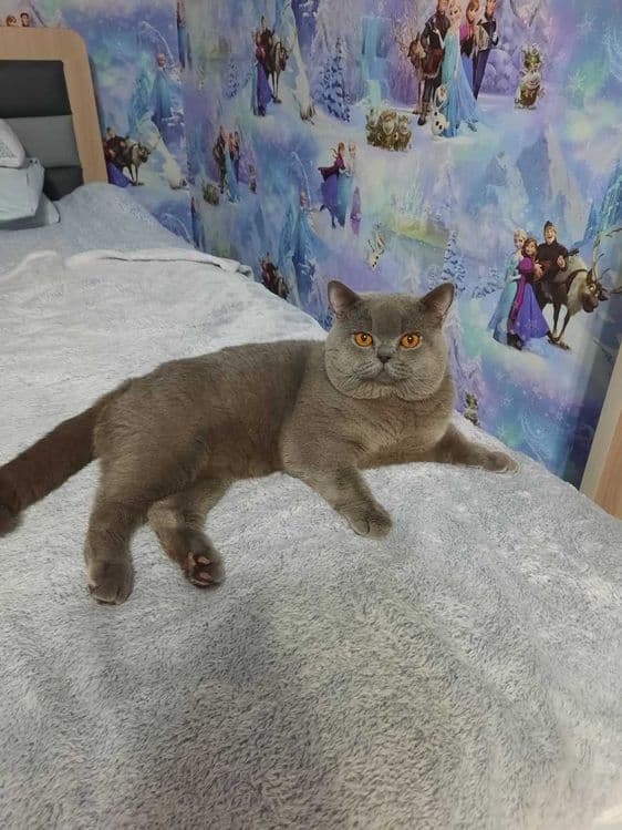 Вязка ! Чистокровный британский короткошерстный кот!! Возраст 3 года! — 6