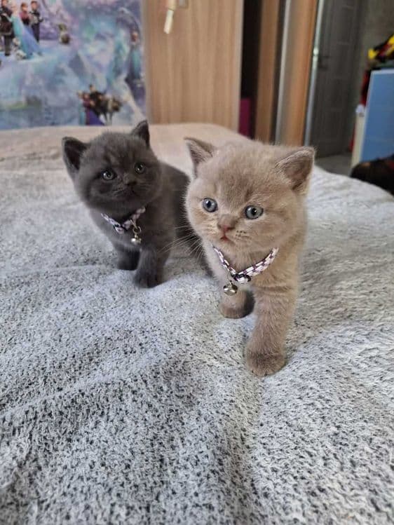 Вязка ! Чистокровный британский короткошерстный кот!! Возраст 3 года! — 7