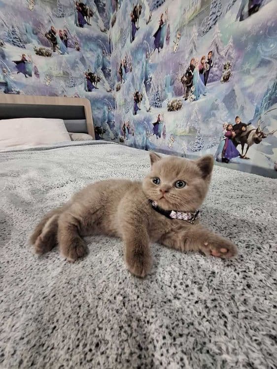 Вязка ! Чистокровный британский короткошерстный кот!! Возраст 3 года! — 8