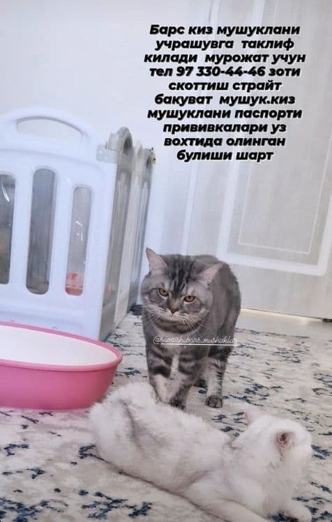 СОТИЛМИДИ ВЯЗКАГА ОПЫТНЫЙ  Угилбола мушук пародаси скотиш-страйт — 1