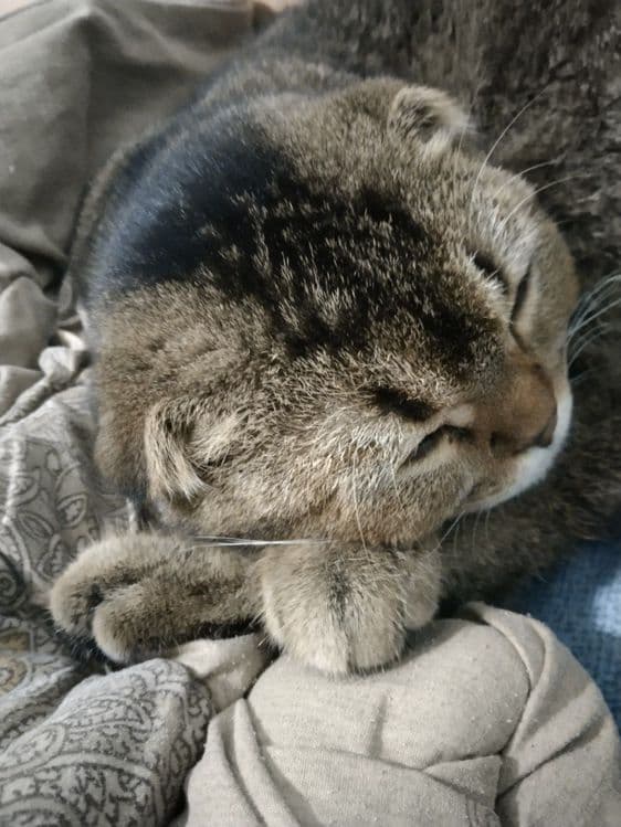 Вислоухий кот для вязки | Scottish Fold с документами — 3