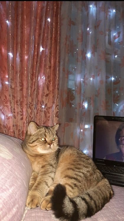 Вязка, кот скоттиш страйт — 2