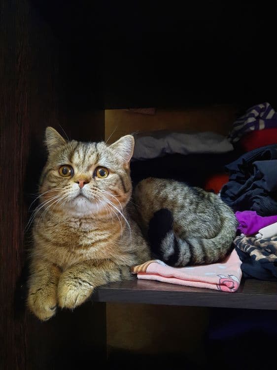 Вязка, кот скоттиш страйт — 3