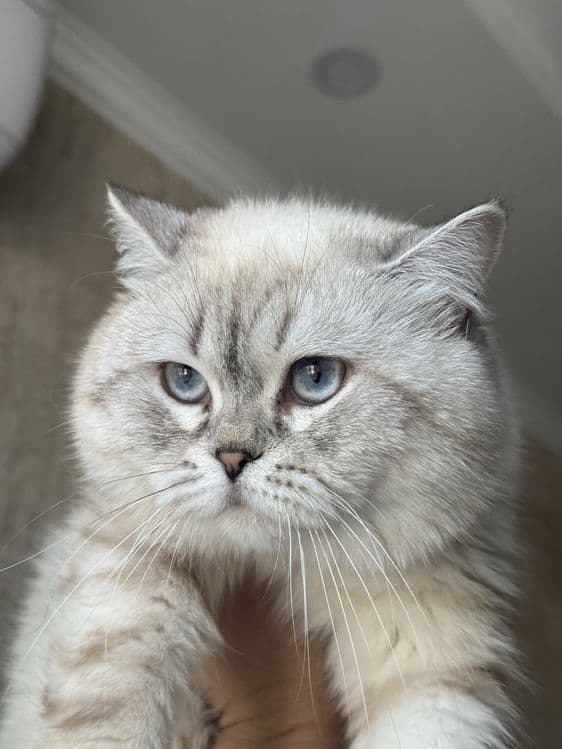 ВЯЗКА британский кот Серебристая Шиншила vyazka mushuk nasil olishga — 1
