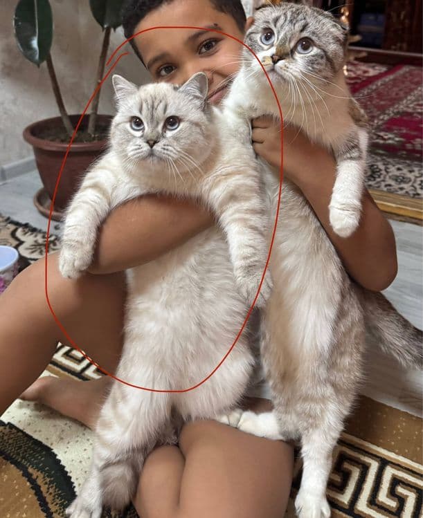 ВЯЗКА британский кот Серебристая Шиншила vyazka mushuk nasil olishga — 2