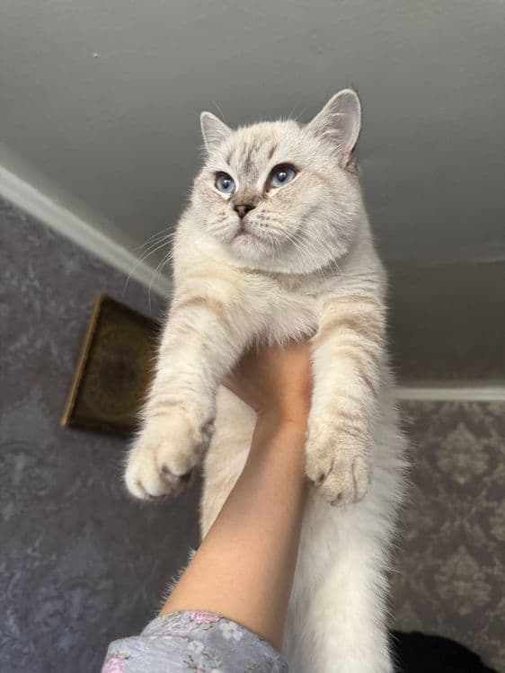 ВЯЗКА британский кот Серебристая Шиншила vyazka mushuk nasil olishga — 3
