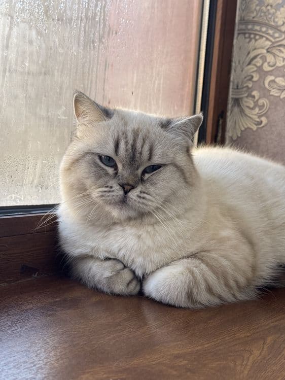 ВЯЗКА британский кот Серебристая Шиншила vyazka mushuk nasil olishga — 5