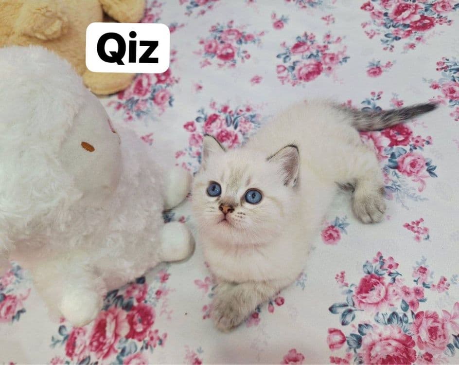 ВЯЗКА британский кот Серебристая Шиншила vyazka mushuk nasil olishga — 7
