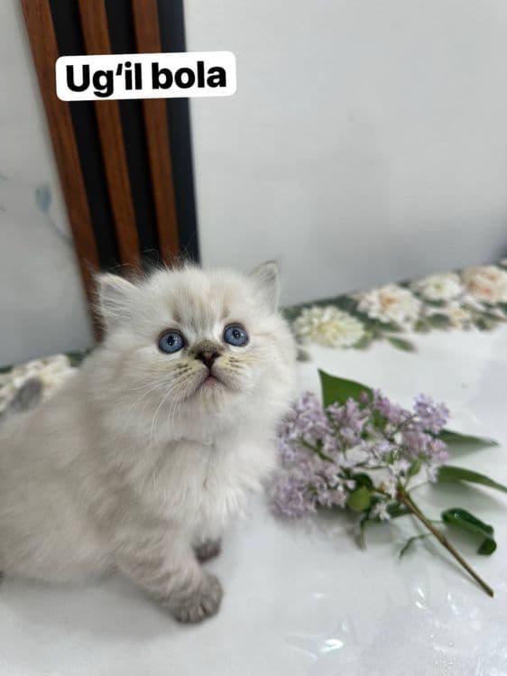 ВЯЗКА британский кот Серебристая Шиншила vyazka mushuk nasil olishga — 8