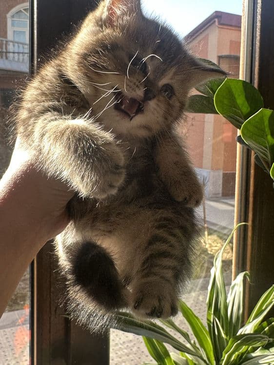 Британский страйт!! — 8