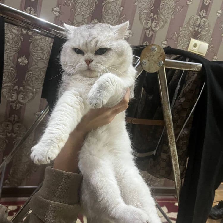 Чистая порода Британский шиншилла вязка — 2