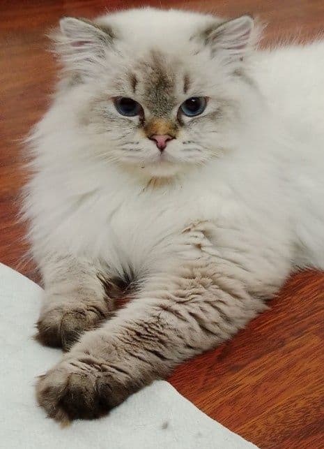Вязка. Роскошный Скоттиш Страйт Хайленд поинт — 1