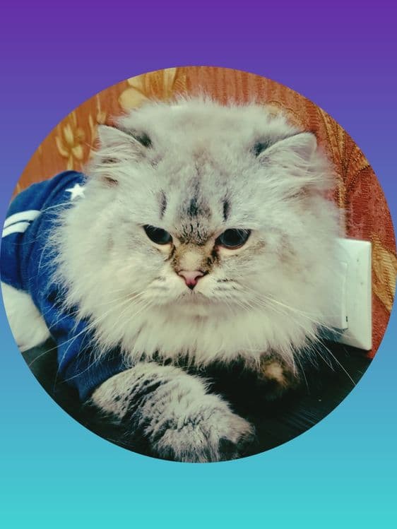 Вязка. Роскошный Скоттиш Страйт Хайленд поинт — 5