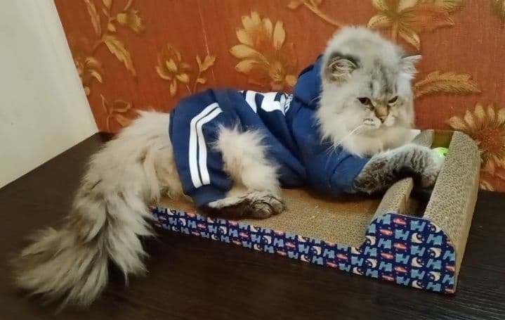 Вязка. Роскошный Скоттиш Страйт Хайленд поинт — 6