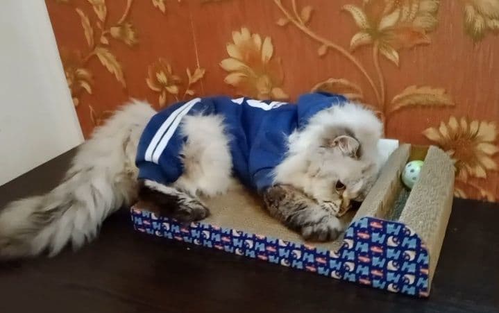 Вязка. Роскошный Скоттиш Страйт Хайленд поинт — 8