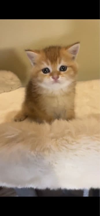 Вязка королевского британского кота ny12 — 4