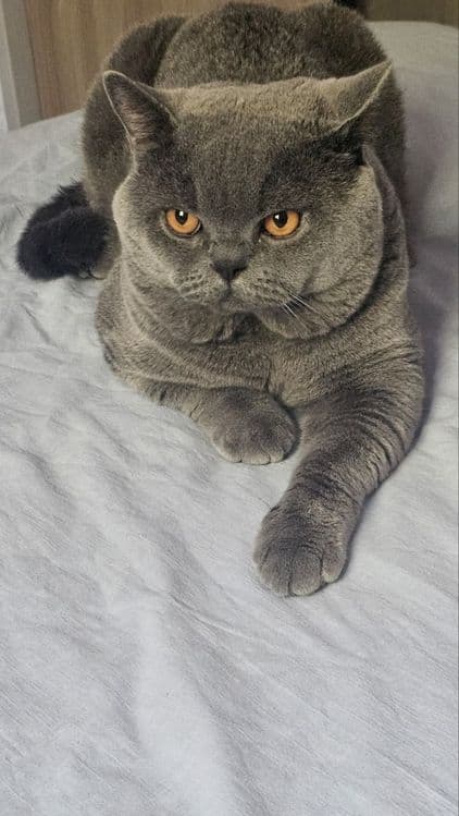 Вязка Чистокровный британский короткошерстный кот — 1