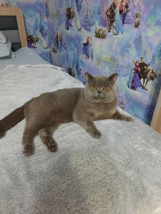 Вязка Чистокровный британский короткошерстный кот — 2