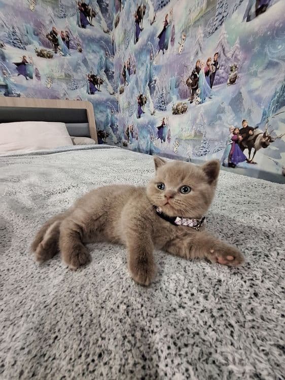 Вязка Чистокровный британский короткошерстный кот — 5
