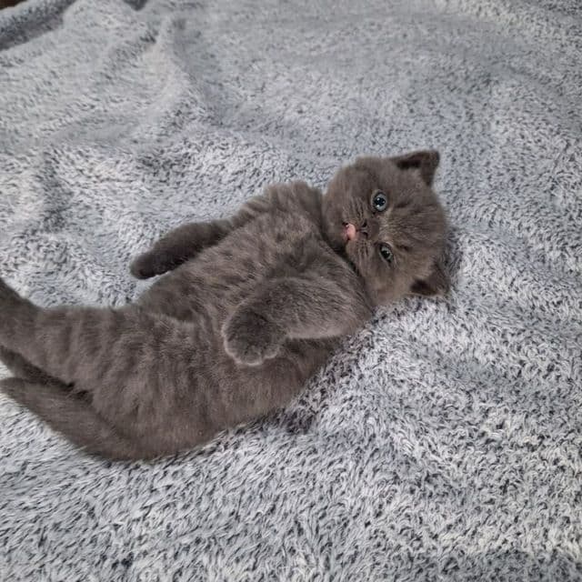 Вязка Чистокровный британский короткошерстный кот — 6