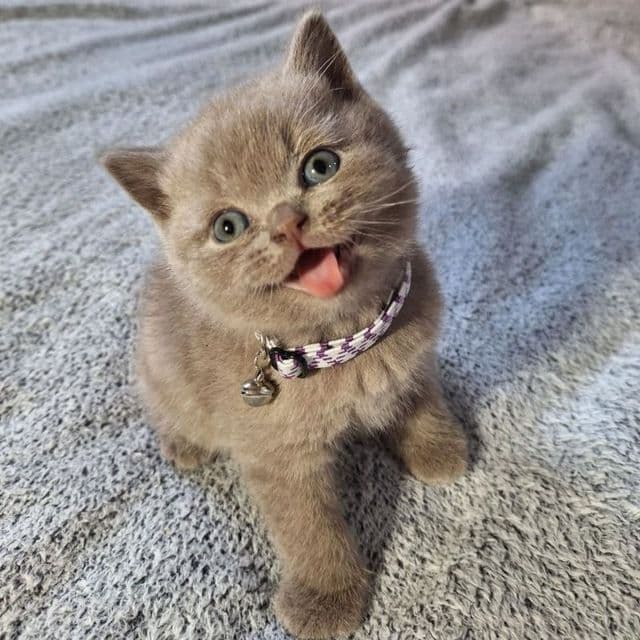 Вязка Чистокровный британский короткошерстный кот — 7