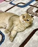 Вязка кошек опытный