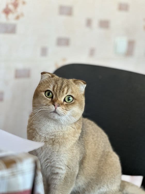 Вязка кошек опытный — 2