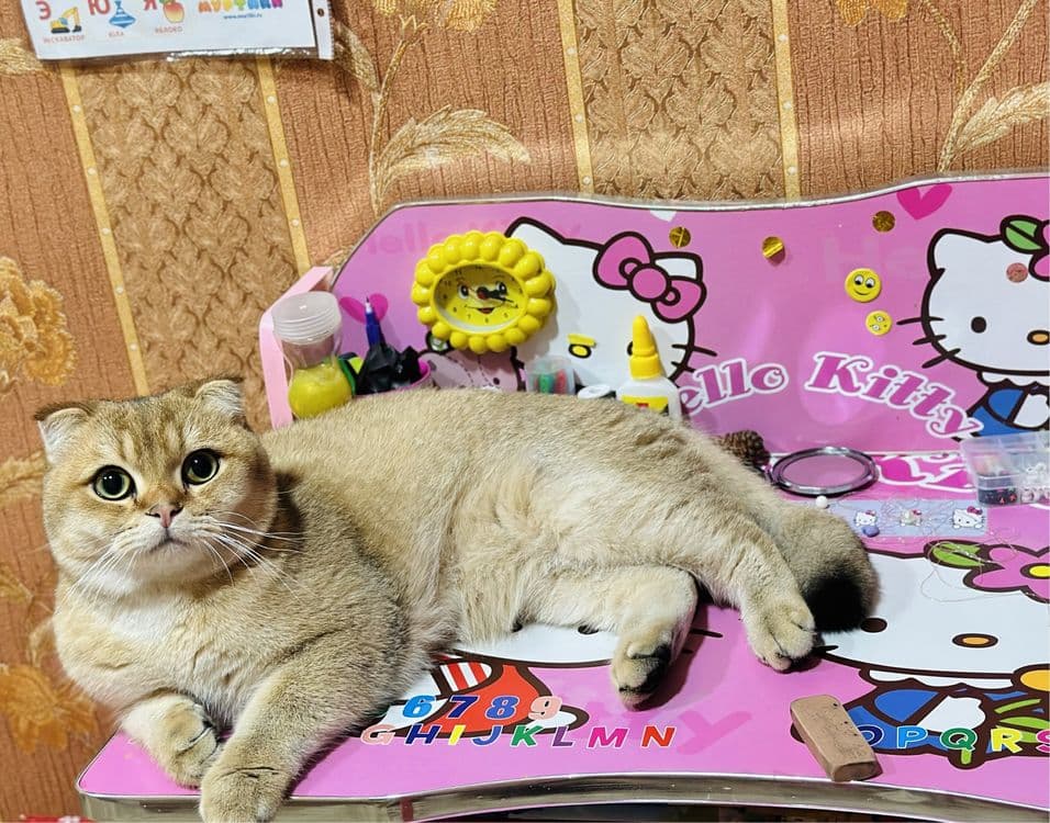 Вязка кошек опытный — 3