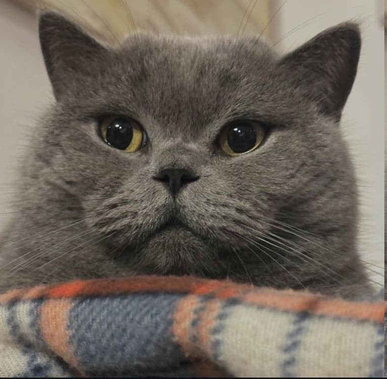 Вязка кота британской породы! — 2