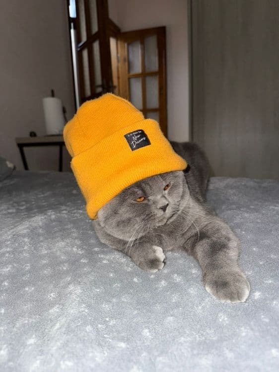 Вязка кота британской породы! — 3