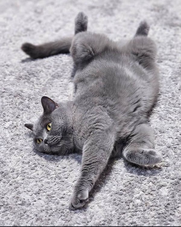 Вязка кота британской породы! — 4