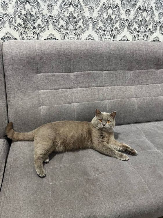 ВЯЗКА британские кот лиливые цветь — 2