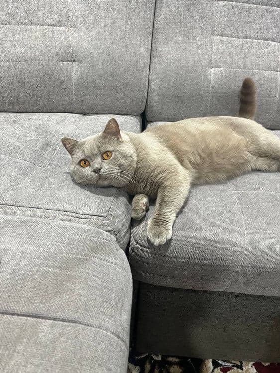 ВЯЗКА британские кот лиливые цветь — 3