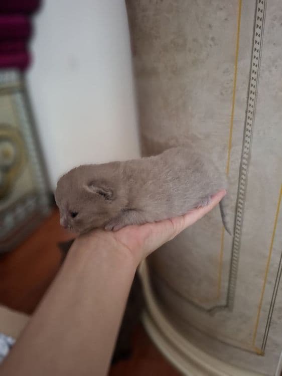 ВЯЗКА британские кот лиливые цветь — 4
