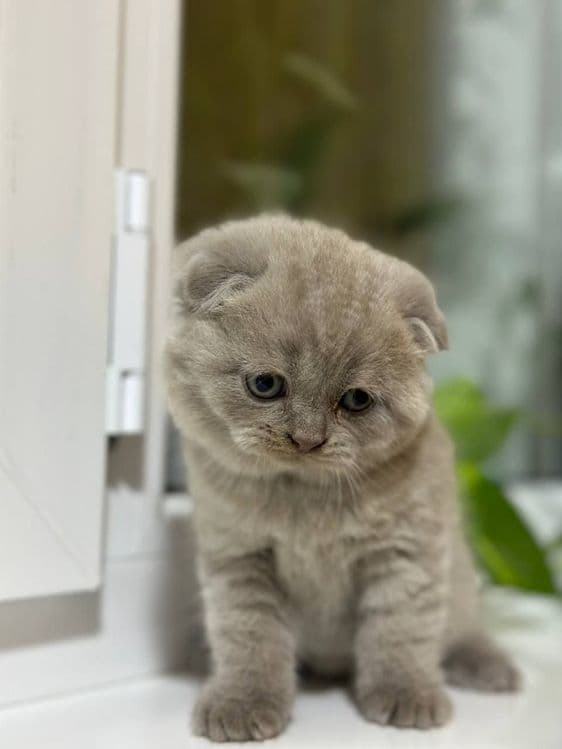 ВЯЗКА британские кот лиливые цветь — 5
