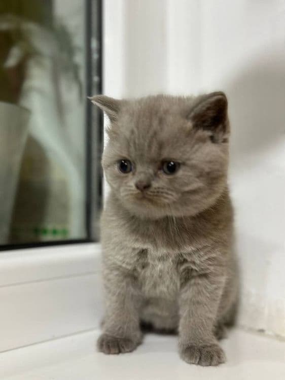 ВЯЗКА британские кот лиливые цветь — 6