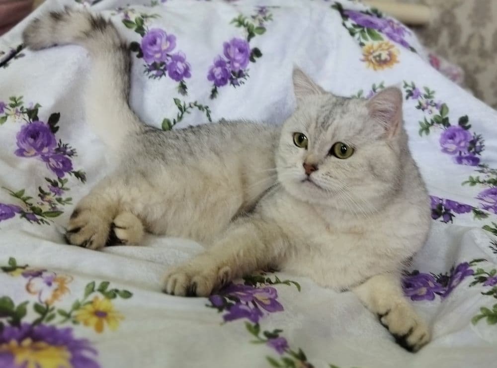 Вязка кота  Juftlashuvchi mushuklar  кошек Шиншилла серебро — 1