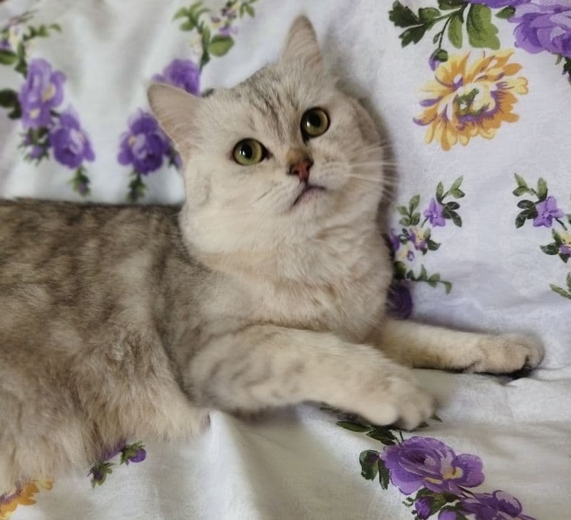 Вязка кота  Juftlashuvchi mushuklar  кошек Шиншилла серебро — 2