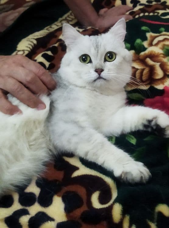 Вязка кота  Juftlashuvchi mushuklar  кошек Шиншилла серебро — 3