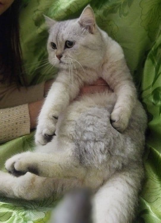 Вязка кота  Juftlashuvchi mushuklar  кошек Шиншилла серебро — 4