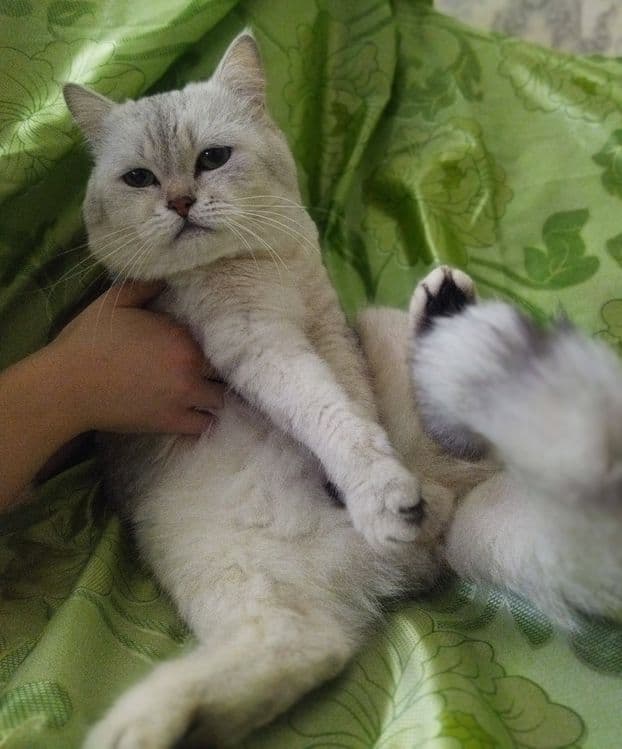 Вязка кота  Juftlashuvchi mushuklar  кошек Шиншилла серебро — 5