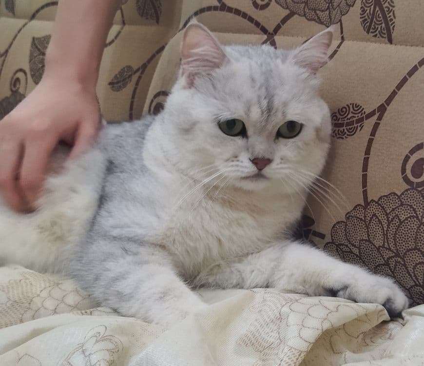 Вязка кота  Juftlashuvchi mushuklar  кошек Шиншилла серебро — 6
