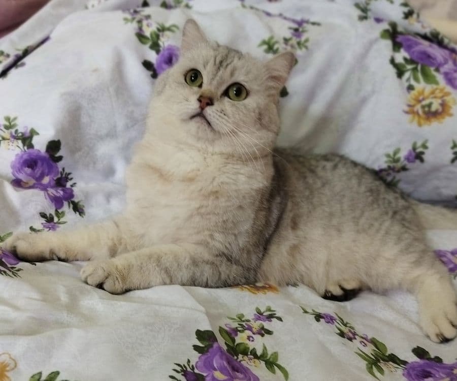 Вязка кота  Juftlashuvchi mushuklar  кошек Шиншилла серебро — 7
