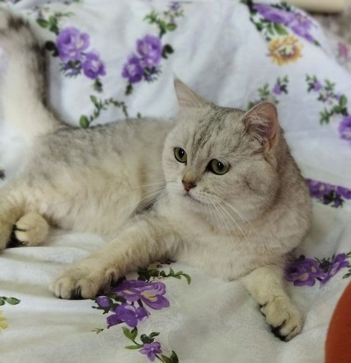 Вязка кота  Juftlashuvchi mushuklar  кошек Шиншилла серебро — 8