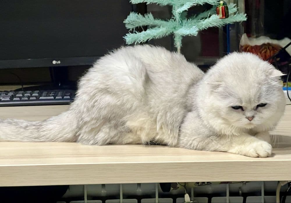 Вязка! Шиншилла Серебро , Фолд! — 2