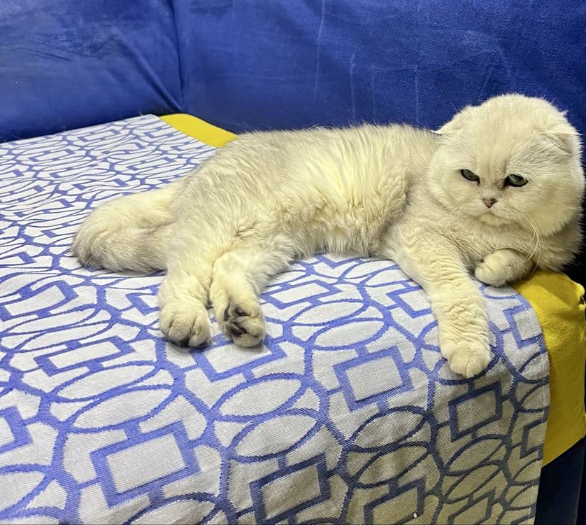 Вязка! Шиншилла Серебро , Фолд! — 3