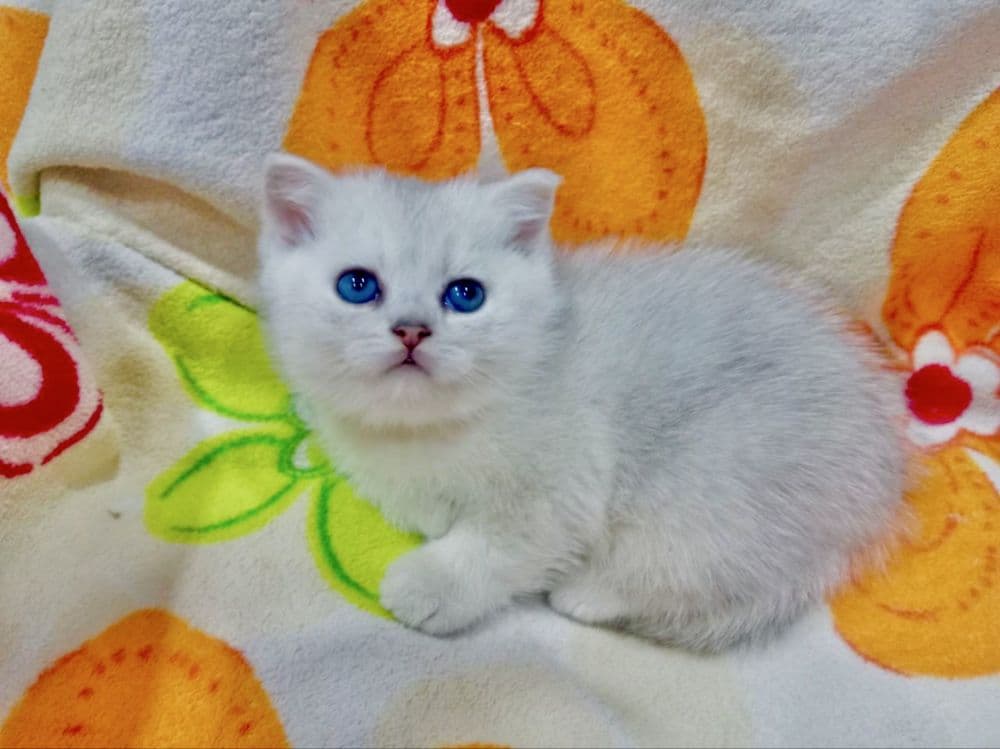 Вязка! Шиншилла Серебро , Фолд! — 5