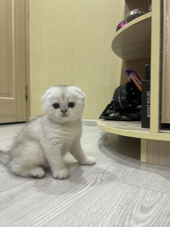 Вязка! Шиншилла Серебро , Фолд! — 6