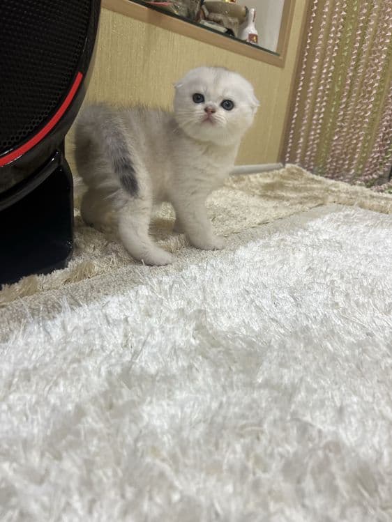 Вязка! Шиншилла Серебро , Фолд! — 7