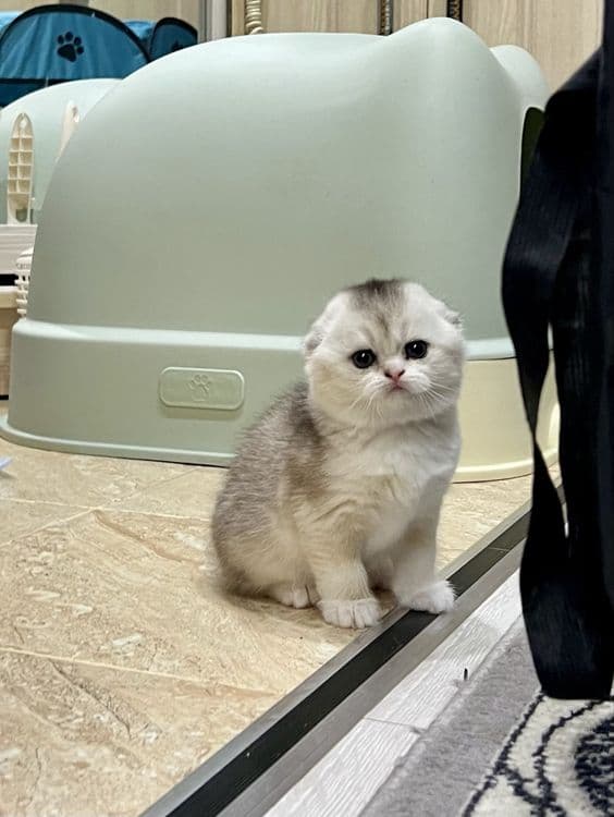 Вязка! Шиншилла Серебро , Фолд! — 8
